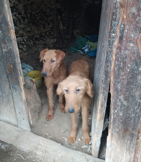 Ogłoszenie o znalezieniu bezpańskich psów